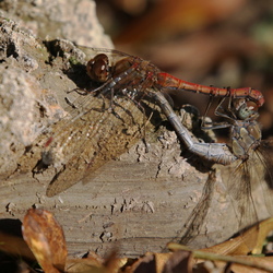 Sympetrum striolatum