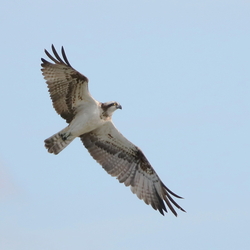 Pandionidae