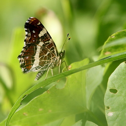 Araschnia levana