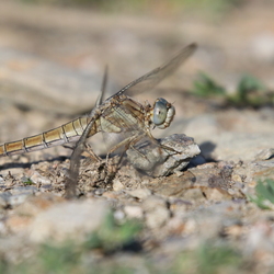 Orthetrum brunneum
