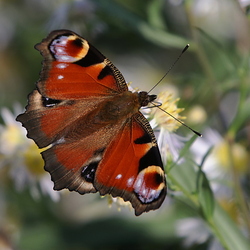 Inachis io