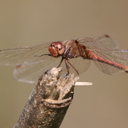 Sympetrum meridionale