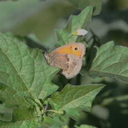 Coenonympha pamphilus