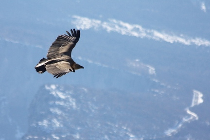 Rougon (04)