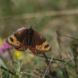 Erebia epistygne
