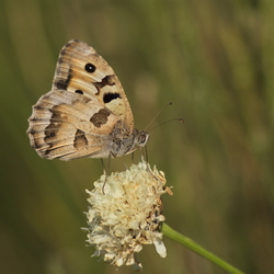 Charaza briseis