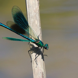 Calopterygidae