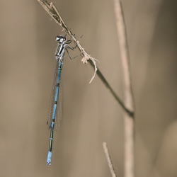 Coenagrionidae