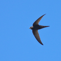 Apodidae