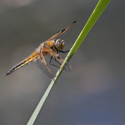 Libellula quadrimaculata