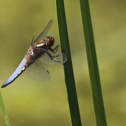 Libellula depressa