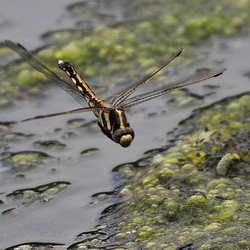 Orthetrum albistylum