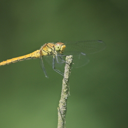 Sympetrum sanguineum