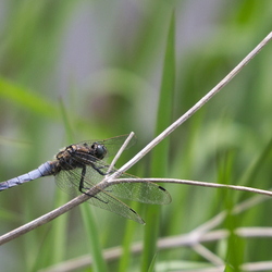 Orthetrum cancellatum