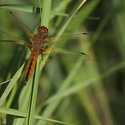 Libellula fulva