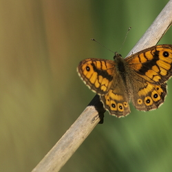 Lasiommata megera