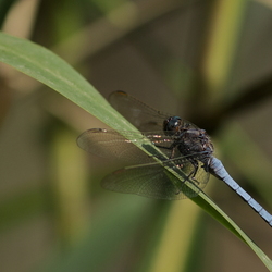 Orthetrum coerulescens