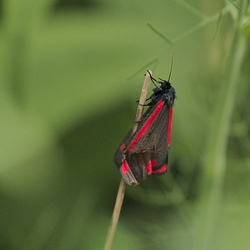 Tyria jacobaeae