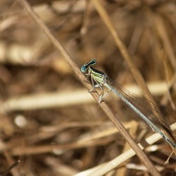 Platycnemididae