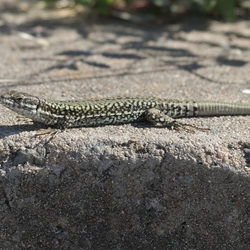Lacertidae