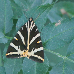 Euplagia quadripunctaria