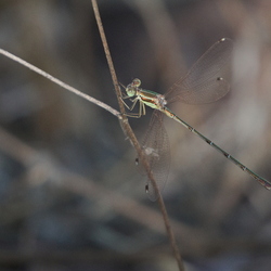 Lestidae
