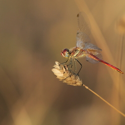 Sympetrum fonscolombii