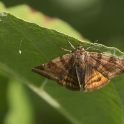 Euclidia glyphica