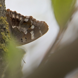 Apatura ilia