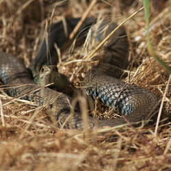 Psammophiidae