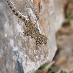 Phyllodactylidae