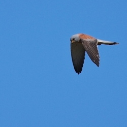 Falconiformes