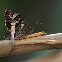 Brintesia circe