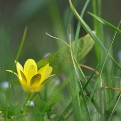 Fleurs