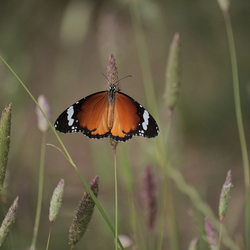 Danaus chrysippus