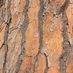 Forêt de Janas