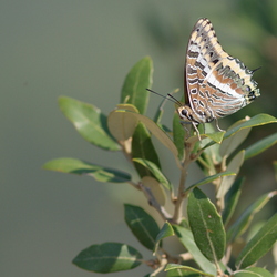 Charaxes jasius