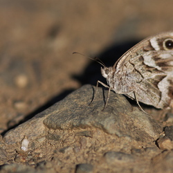 Hipparchia fidia (Linnaeus, 1767)