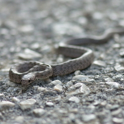 Colubridae