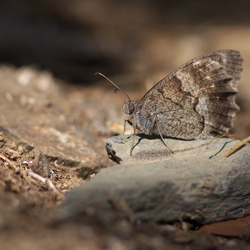 Hipparchia statilinus