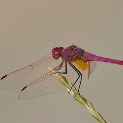 Trithemis annulata