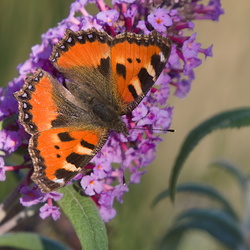 Aglais urticae