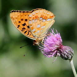 Fabriciana adippe