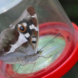 Apatura iris
