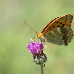 Argynnis paphia