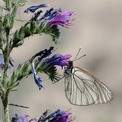 Aporia crataegi