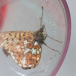 Boloria euphrosyne