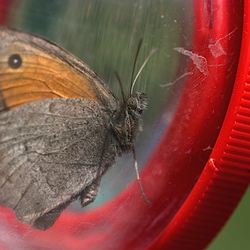 Hyponephele lycaon (Rottemburg, 1775)