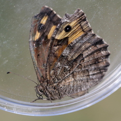 Hipparchia semele (Linnaeus, 1758)