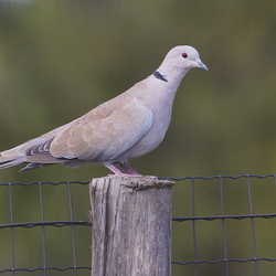 Columbiformes